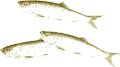 Herring