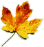 Maple Leaf